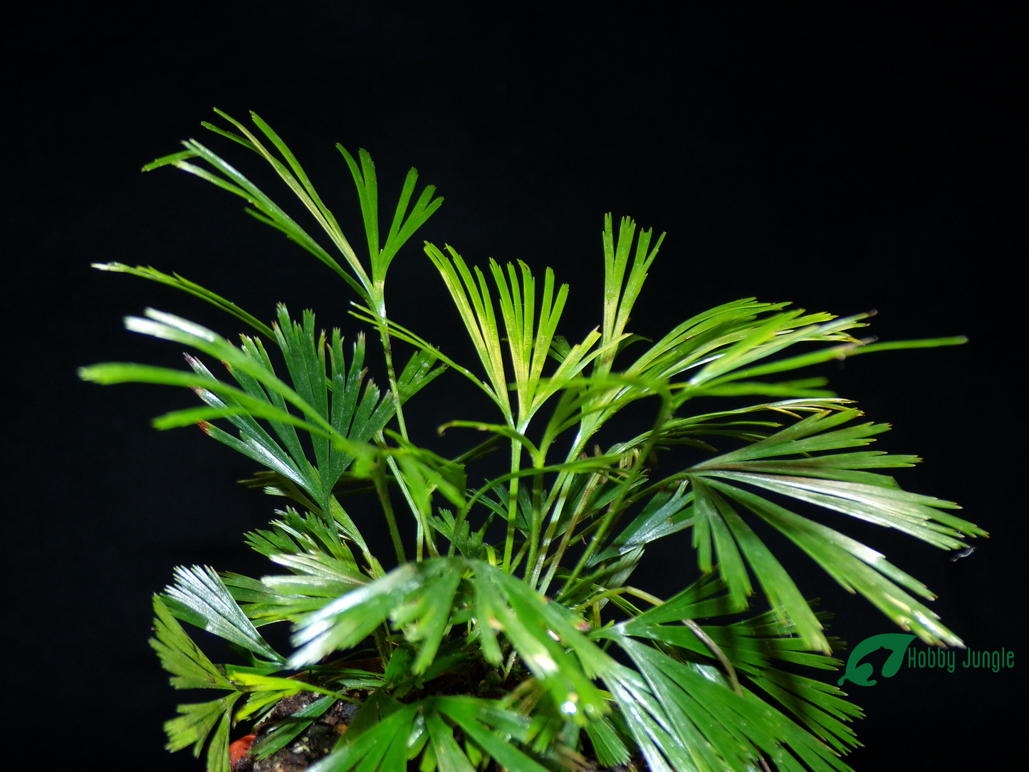 Actiniopteris australis (Felce Ciglia)