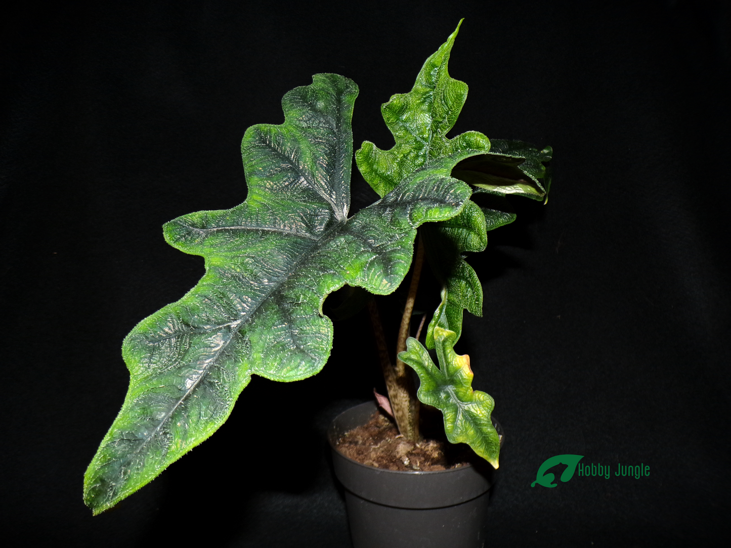 Alocasia Tandurusa (Jacklyn)