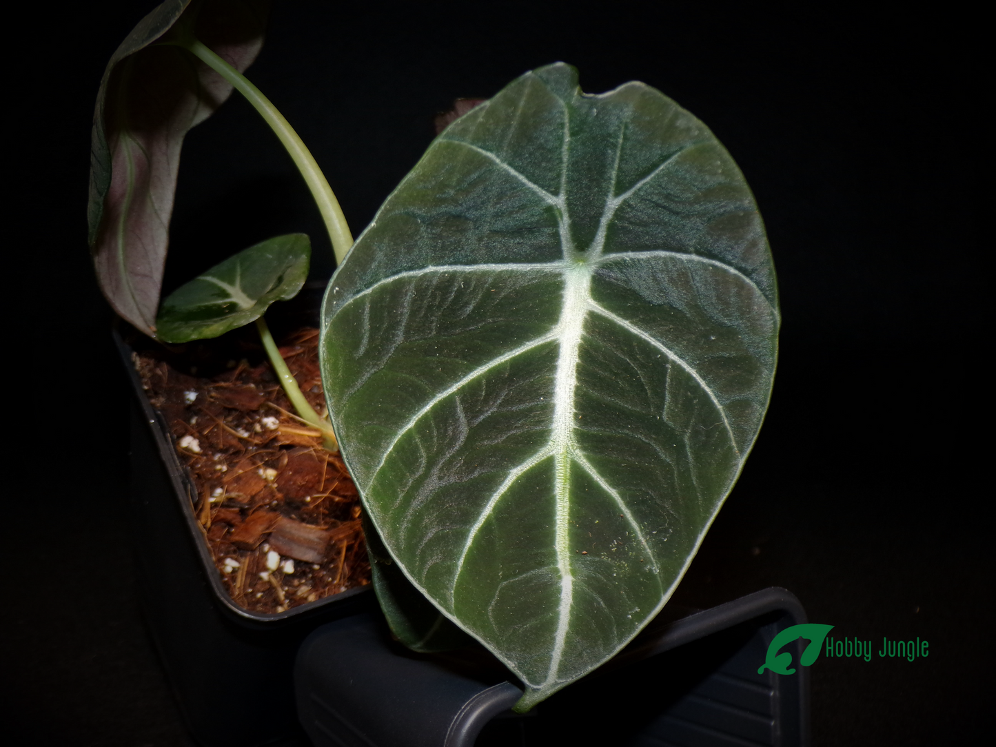 Alocasia reginula "Black Velvet"