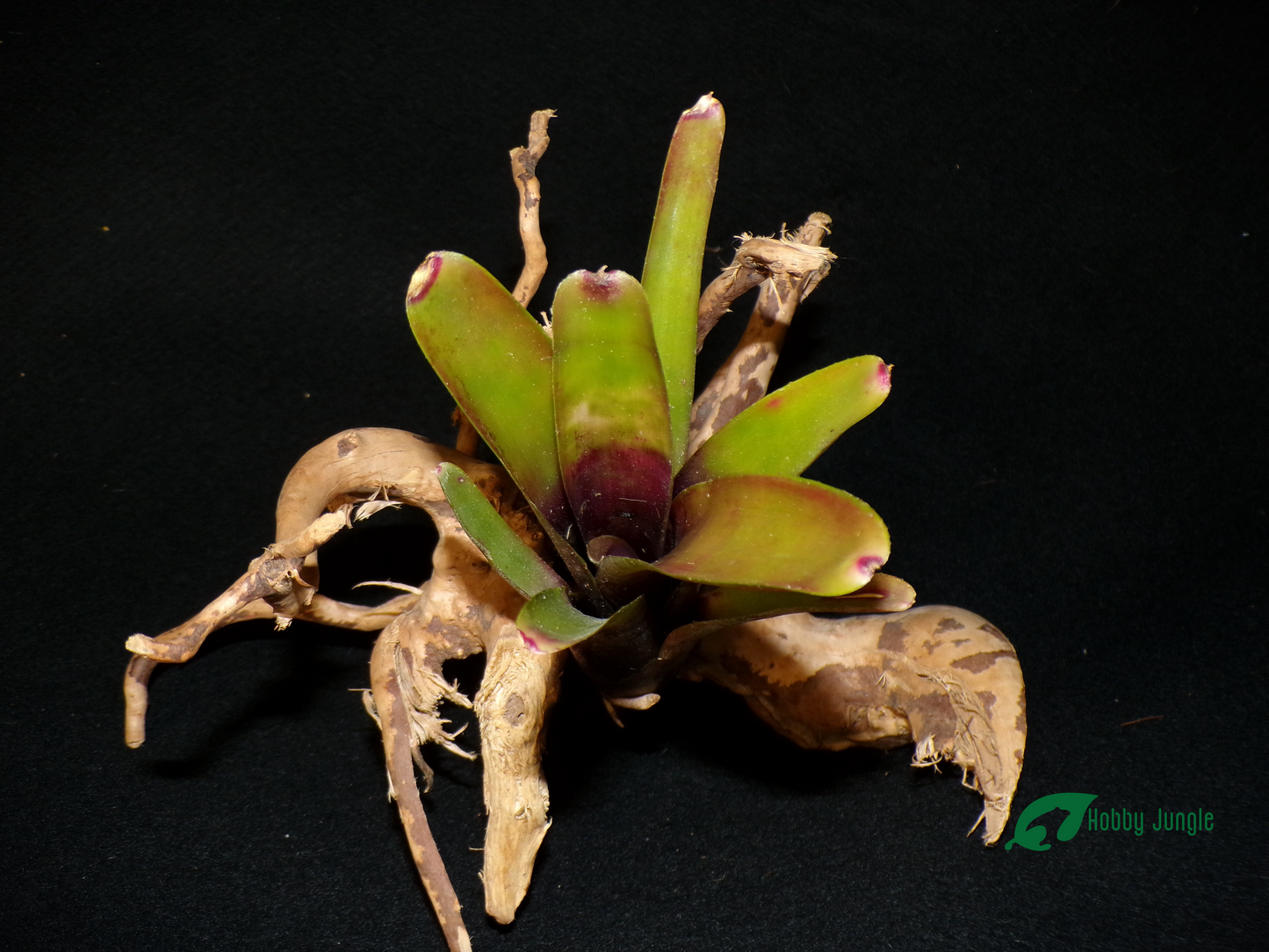 Neoregelia Amandae