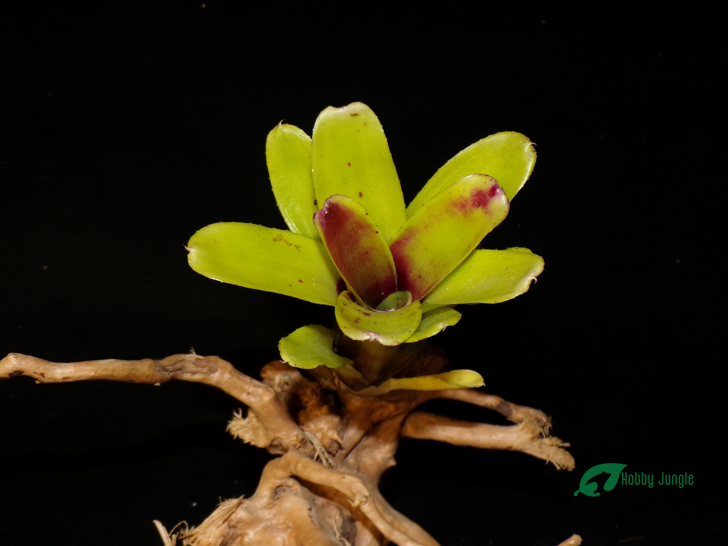 Neoregelia Amarilis