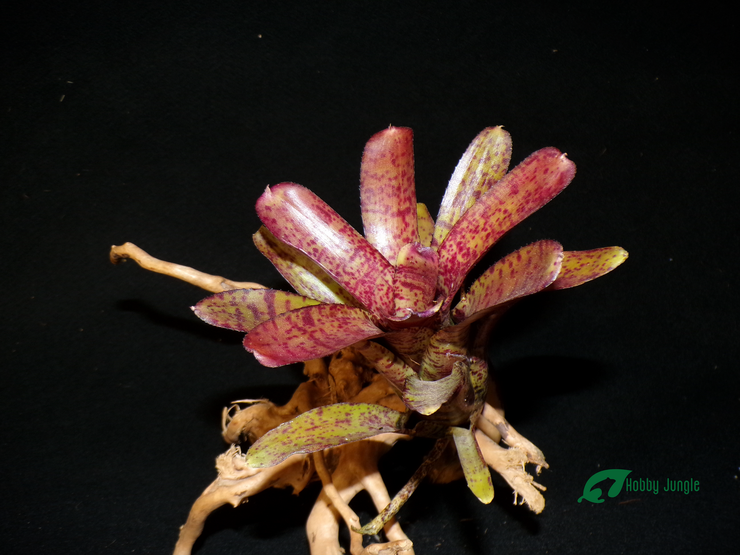 Neoregelia Ampullacea Hybrid
