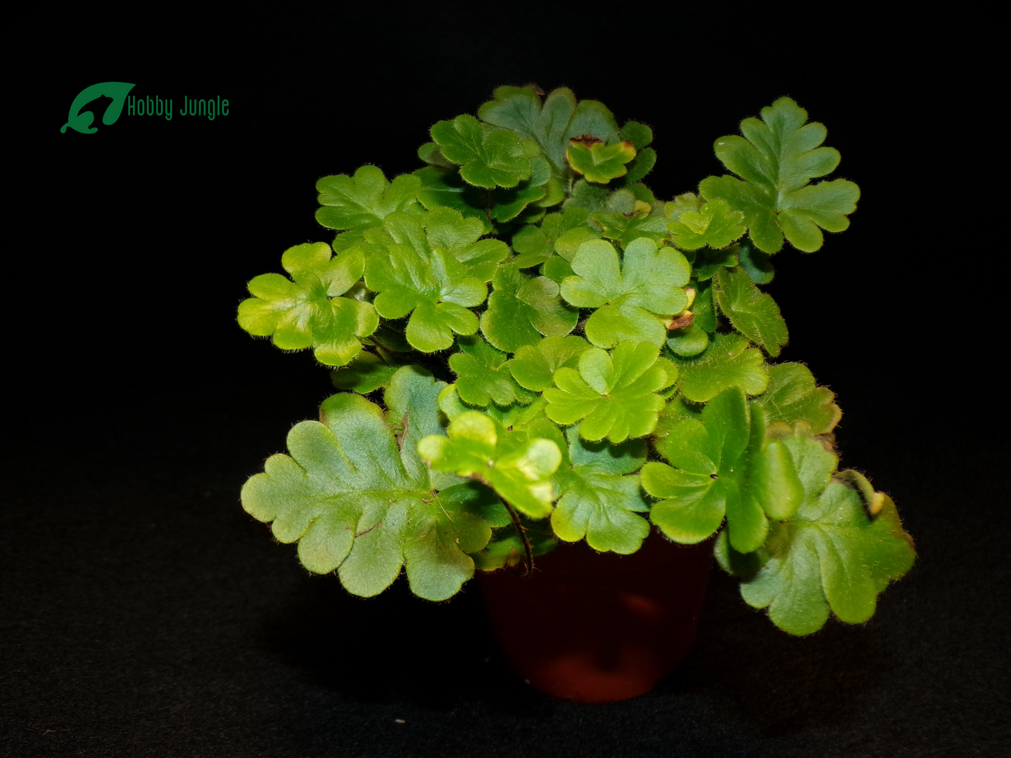 Doryopteris cordifolia (Felce Antenna)