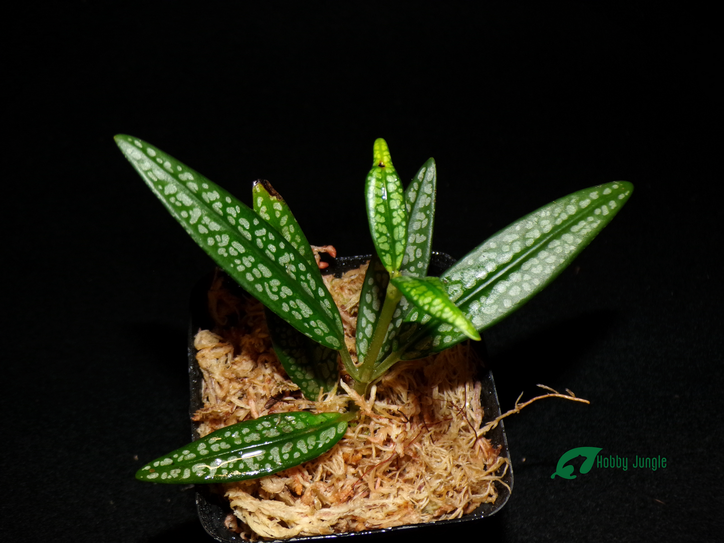 Argostemma Kapuas Hulu