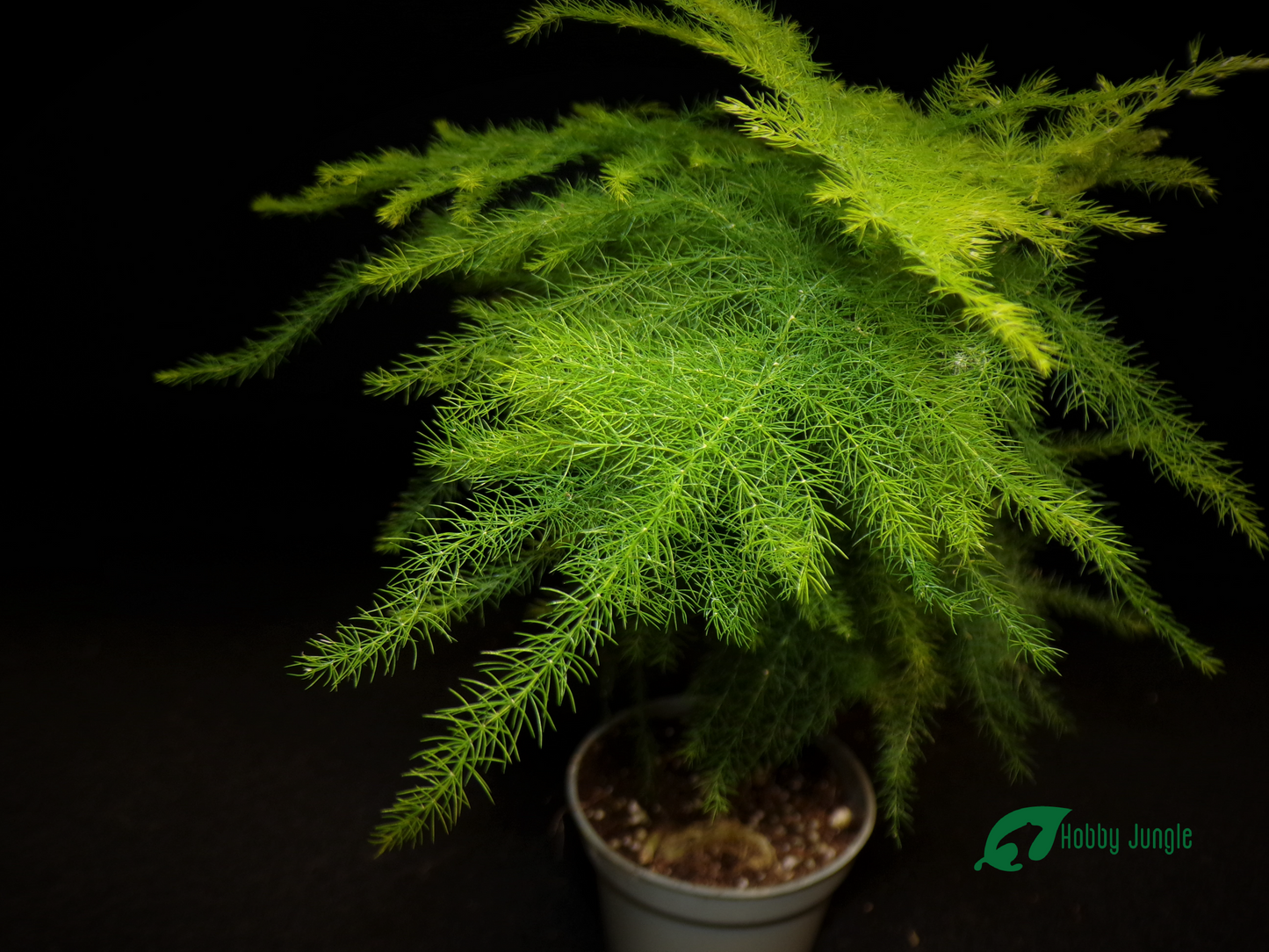 Asparagus setaceus (Felce asparago)