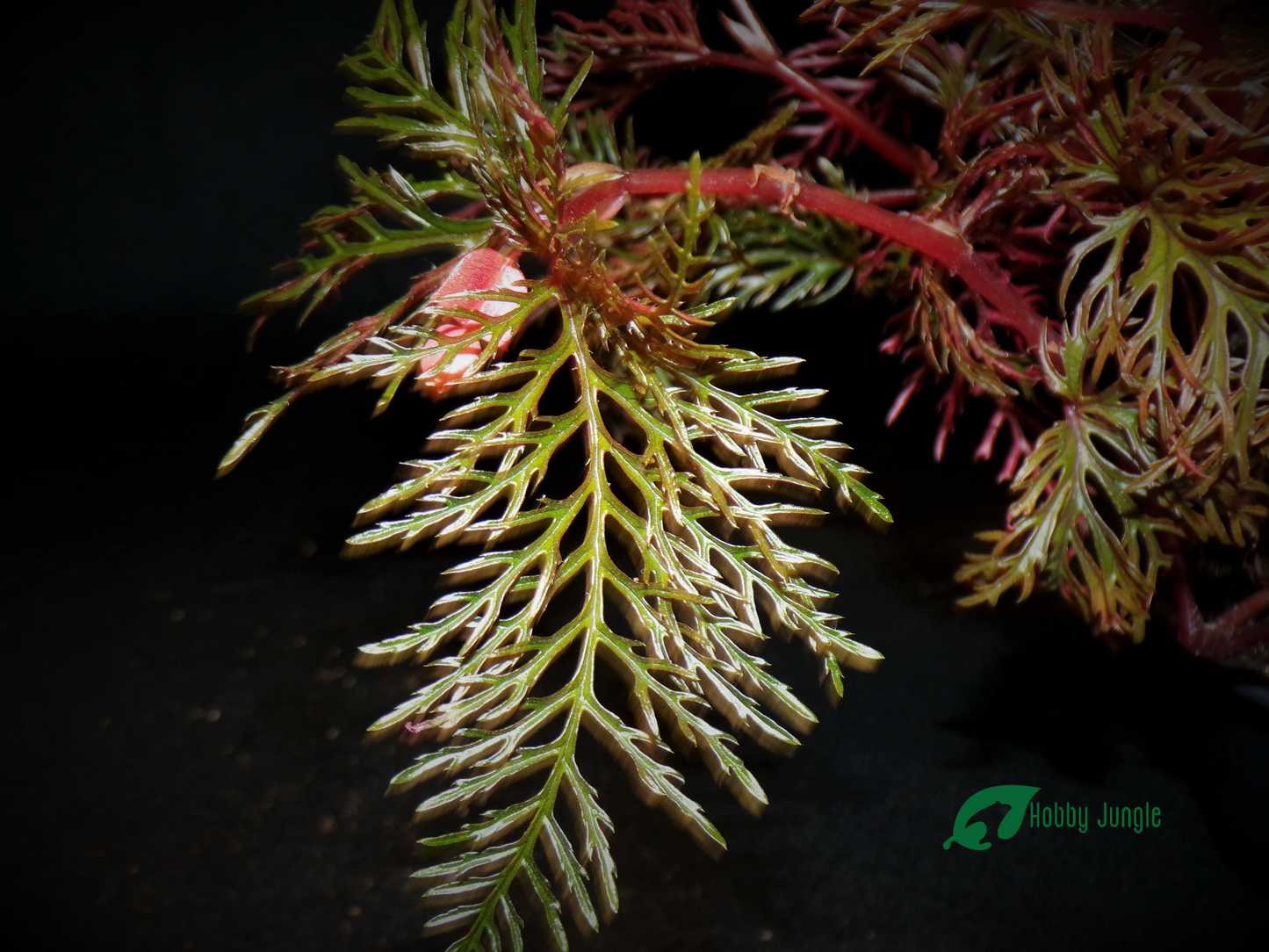 Begonia bipinnatifida