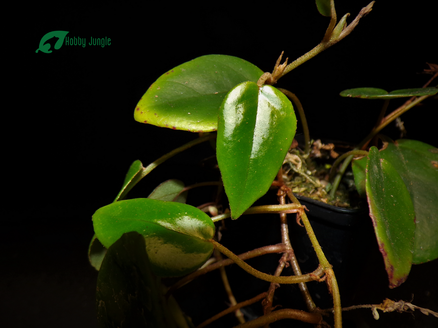 Begonia elaeagnifolia (Begonia schulzei)