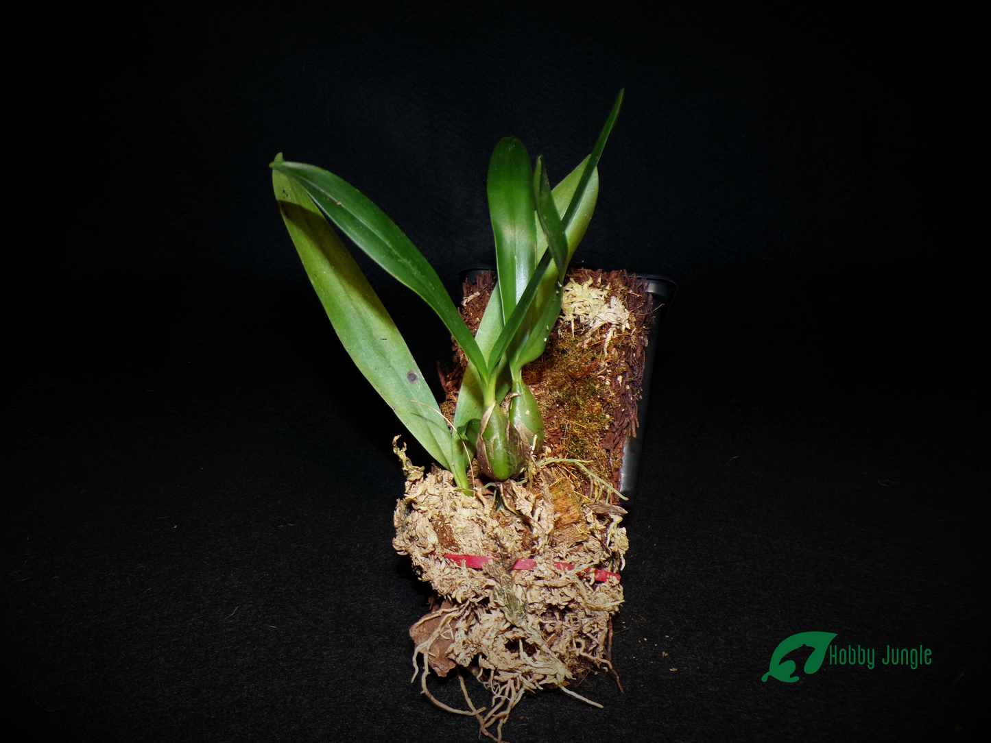 Bulbophyllum falcatum