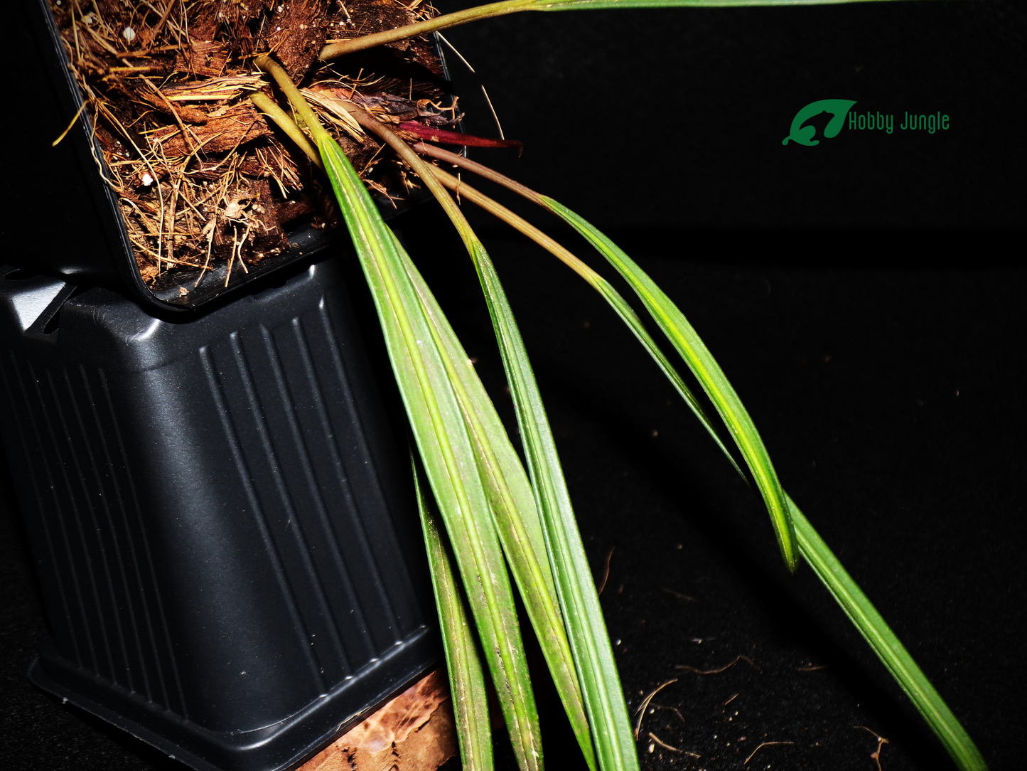 Burttianthus veluntandrus