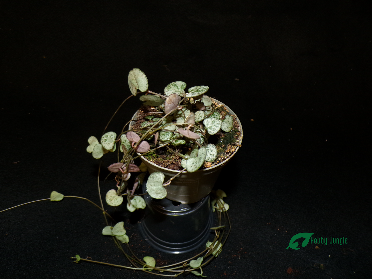 Ceropegia woodii (collana di cuori)