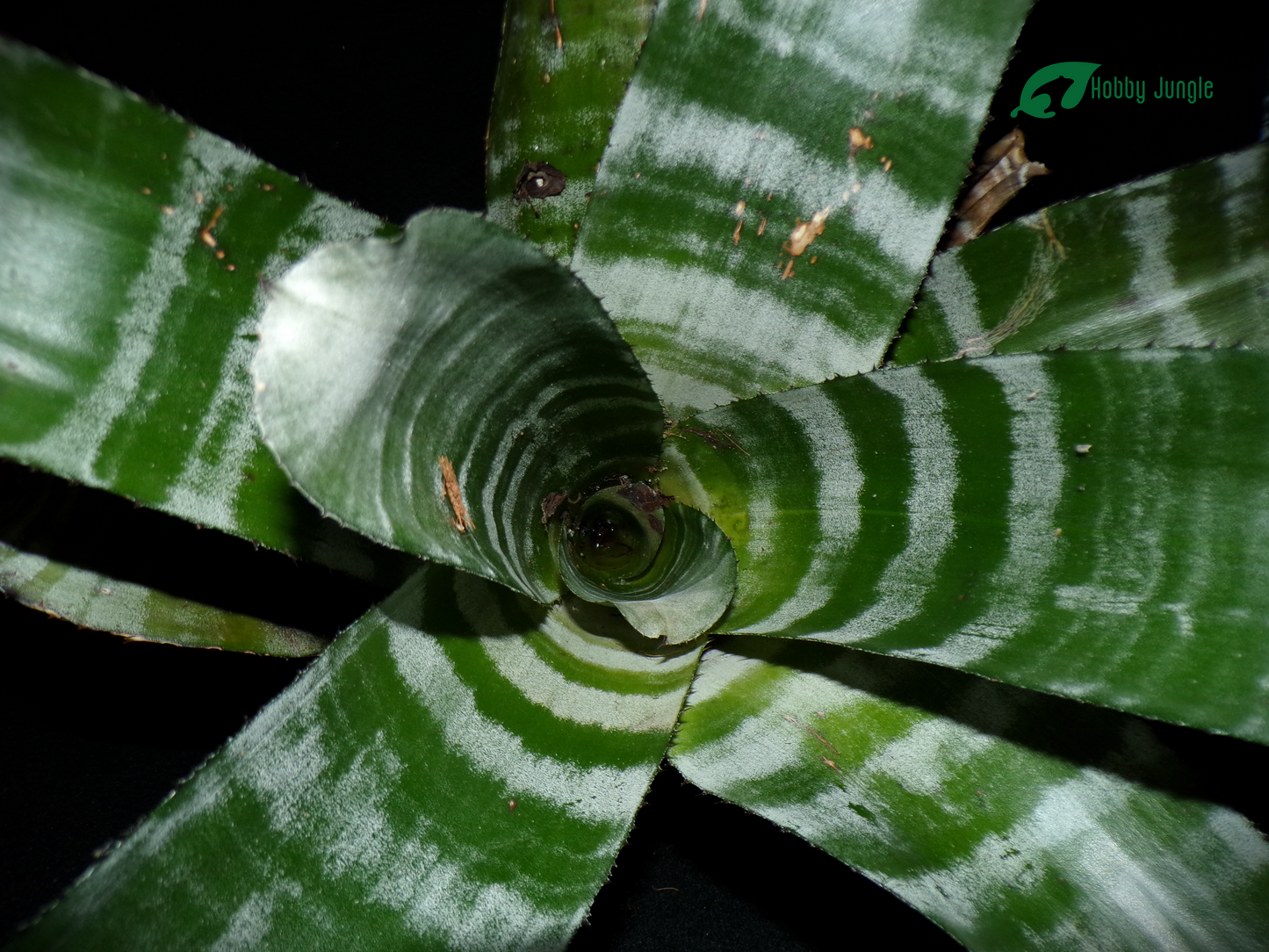 Aechmea chantinii purple (RARA)