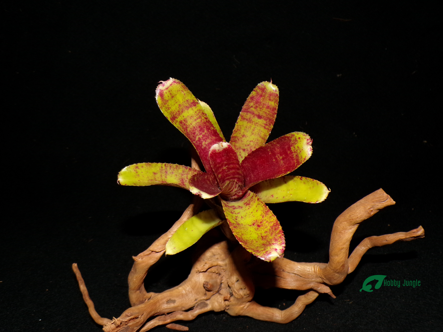 Neoregelia Cougar