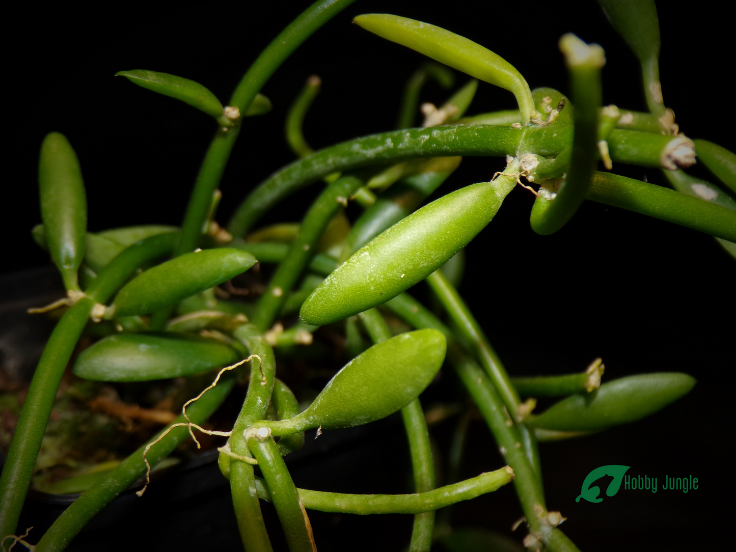 Dischidia lanceolata (RARA)