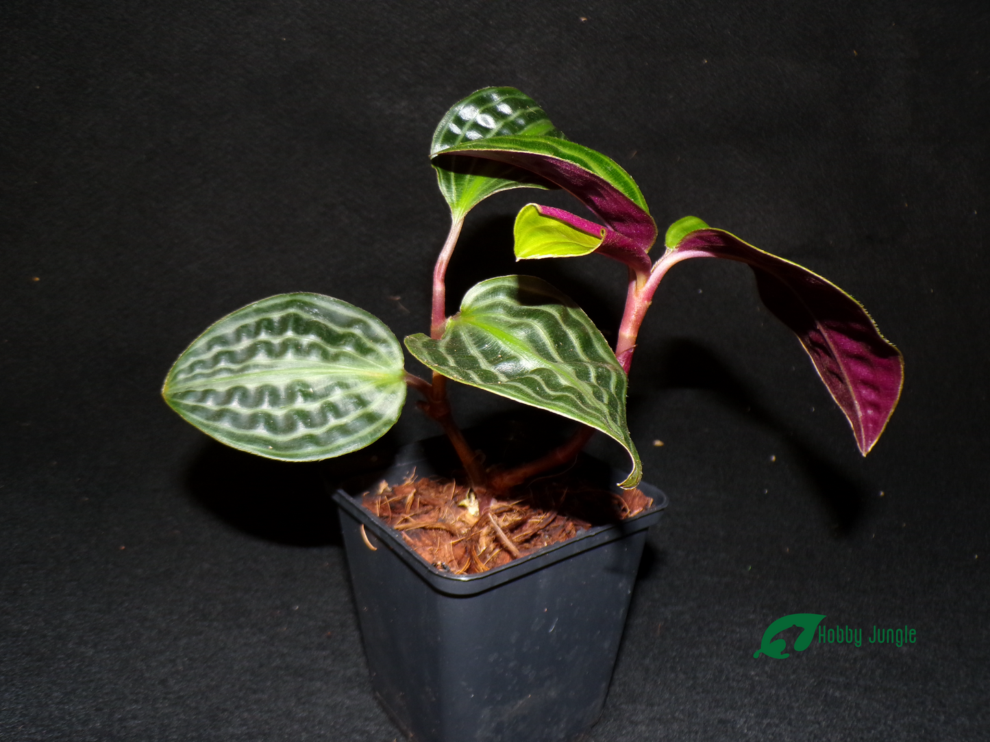 Geogenanthus poeppigii (RARA)