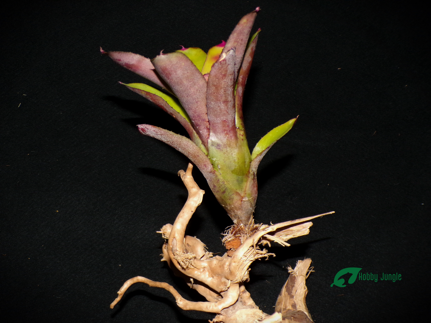Neoregelia Geppeto