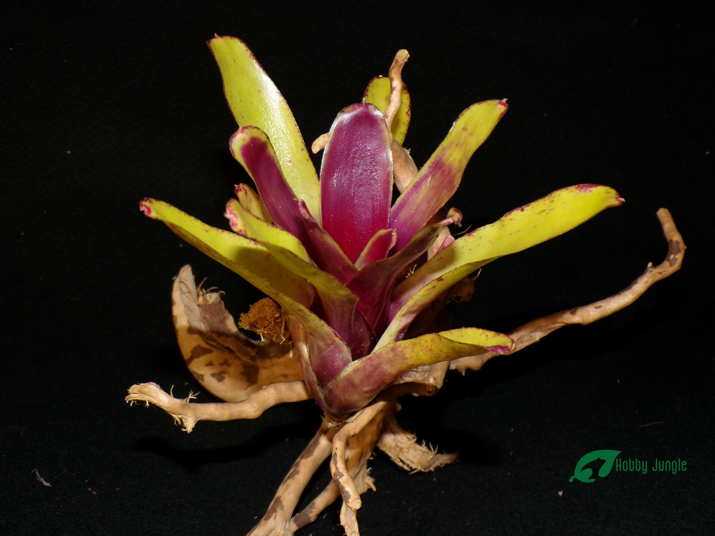 Neoregelia Green Ball