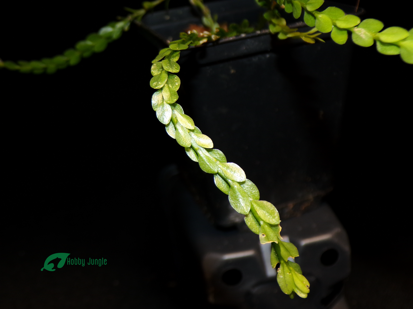 Huperzia nummulariifolia (Phlegmariurus nummulariifolius)