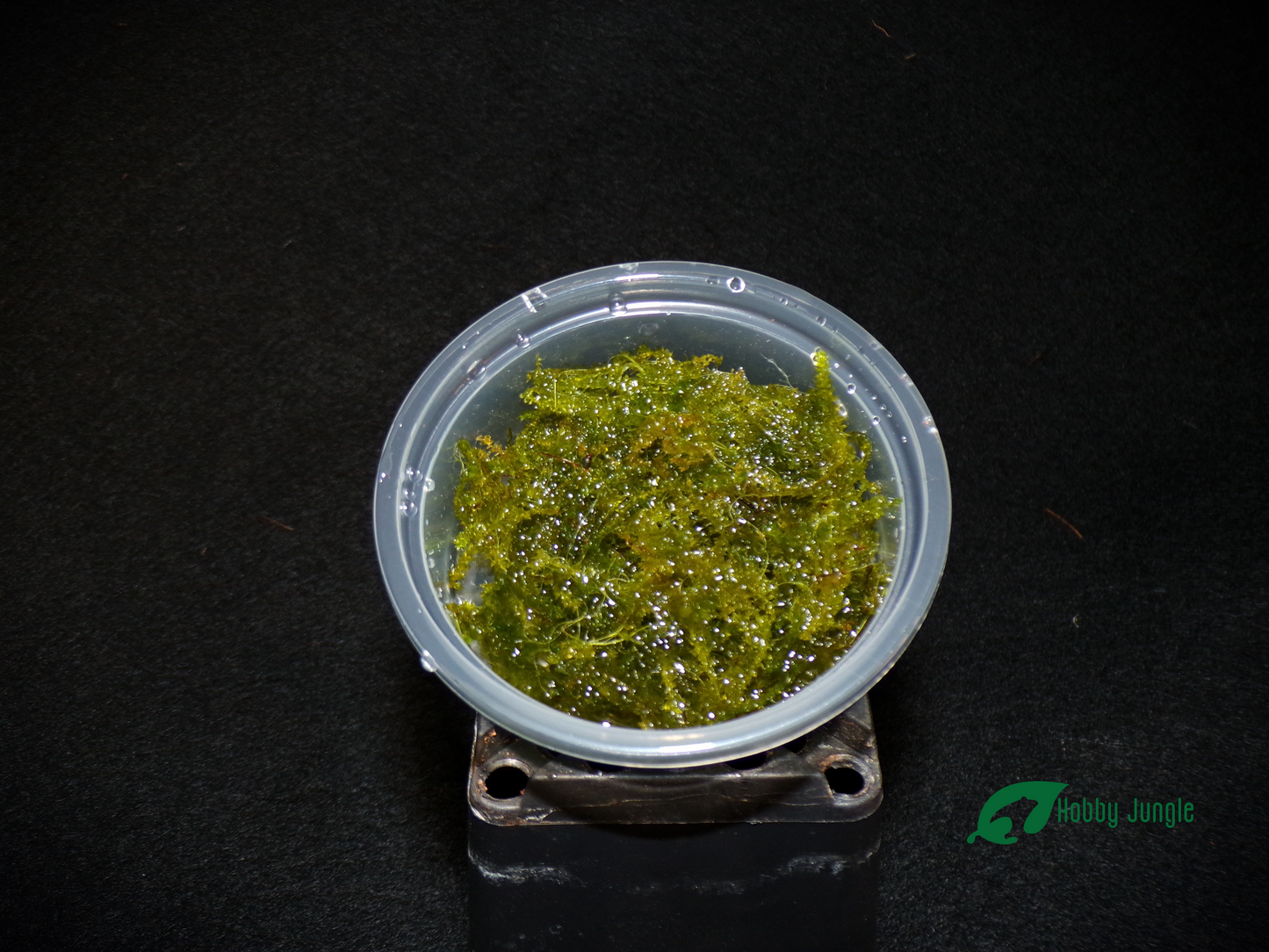 Taxiphyllum barbieri "Java moss"