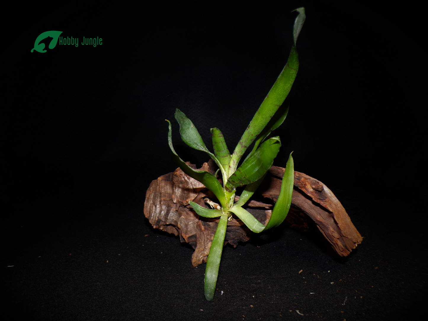 Neoregelia liliputiana (Germogli)