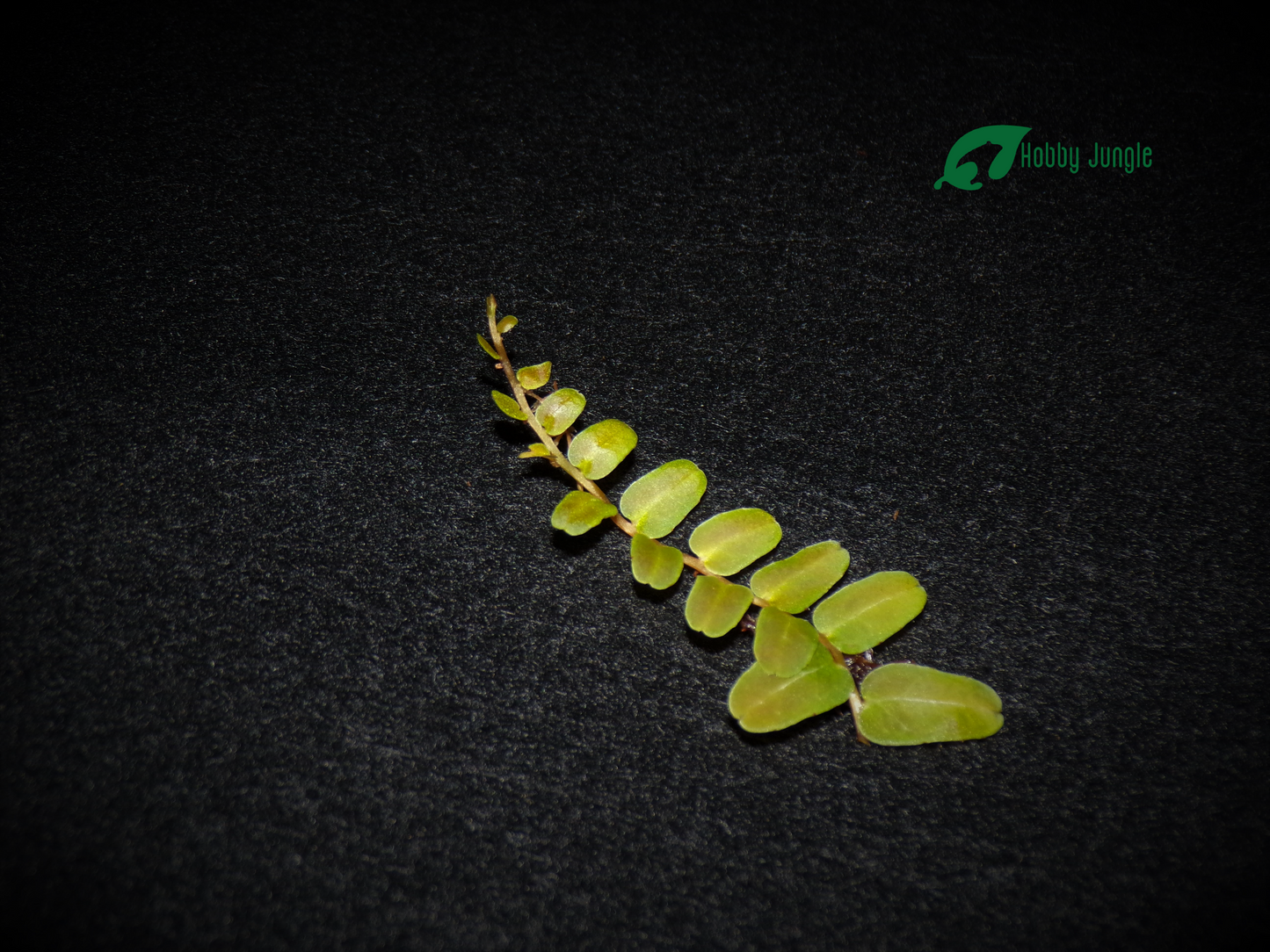 Marcgravia sp. melon