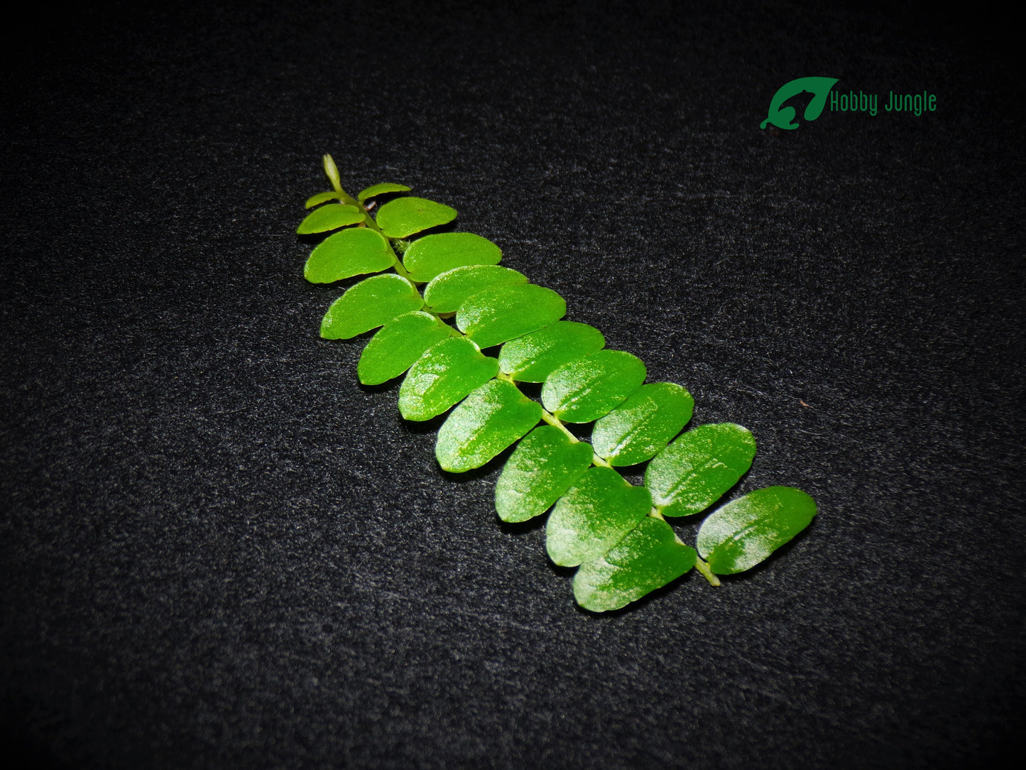 Marcgravia sp. Perù