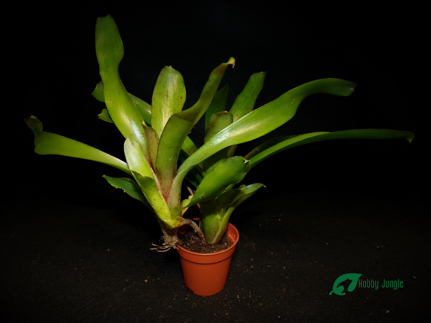 Neoregelia Fireball