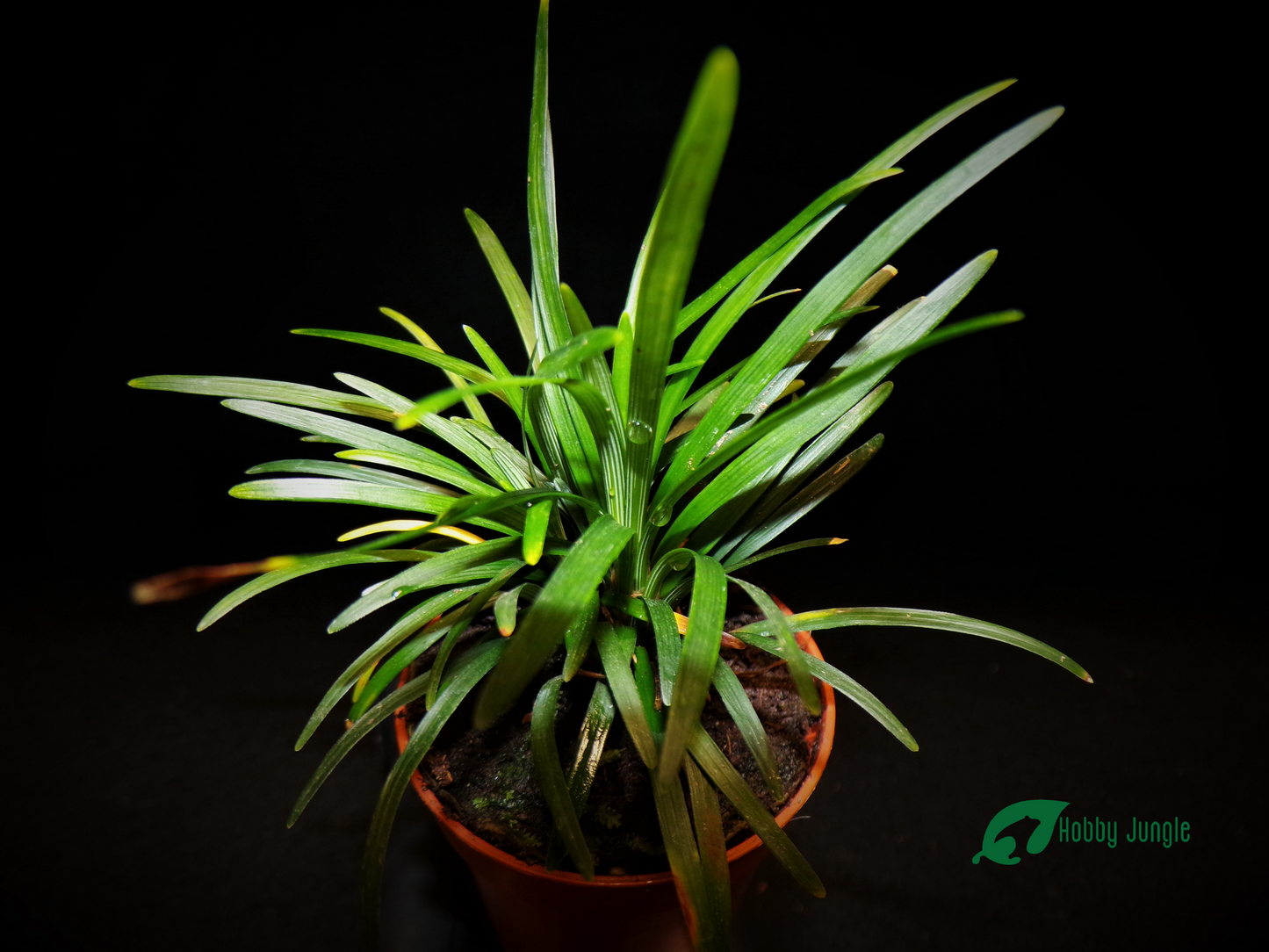 Ophiopogon japonicus ‘Minor’