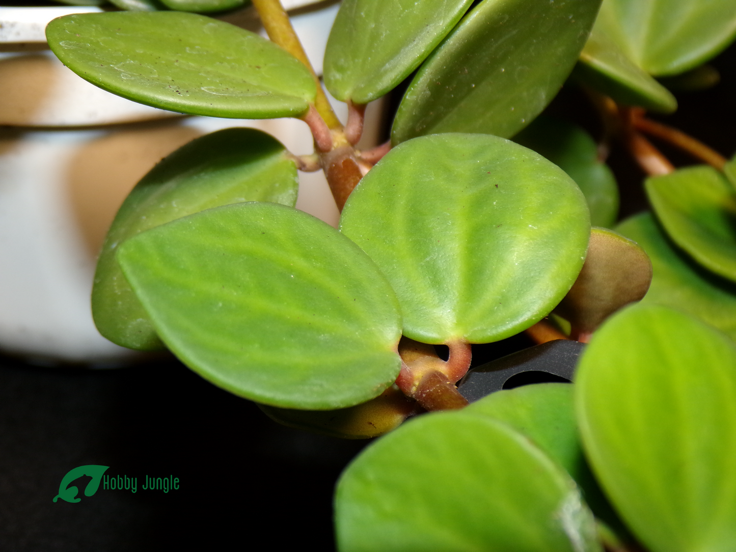Peperomia tetraphylla ‘Hope’