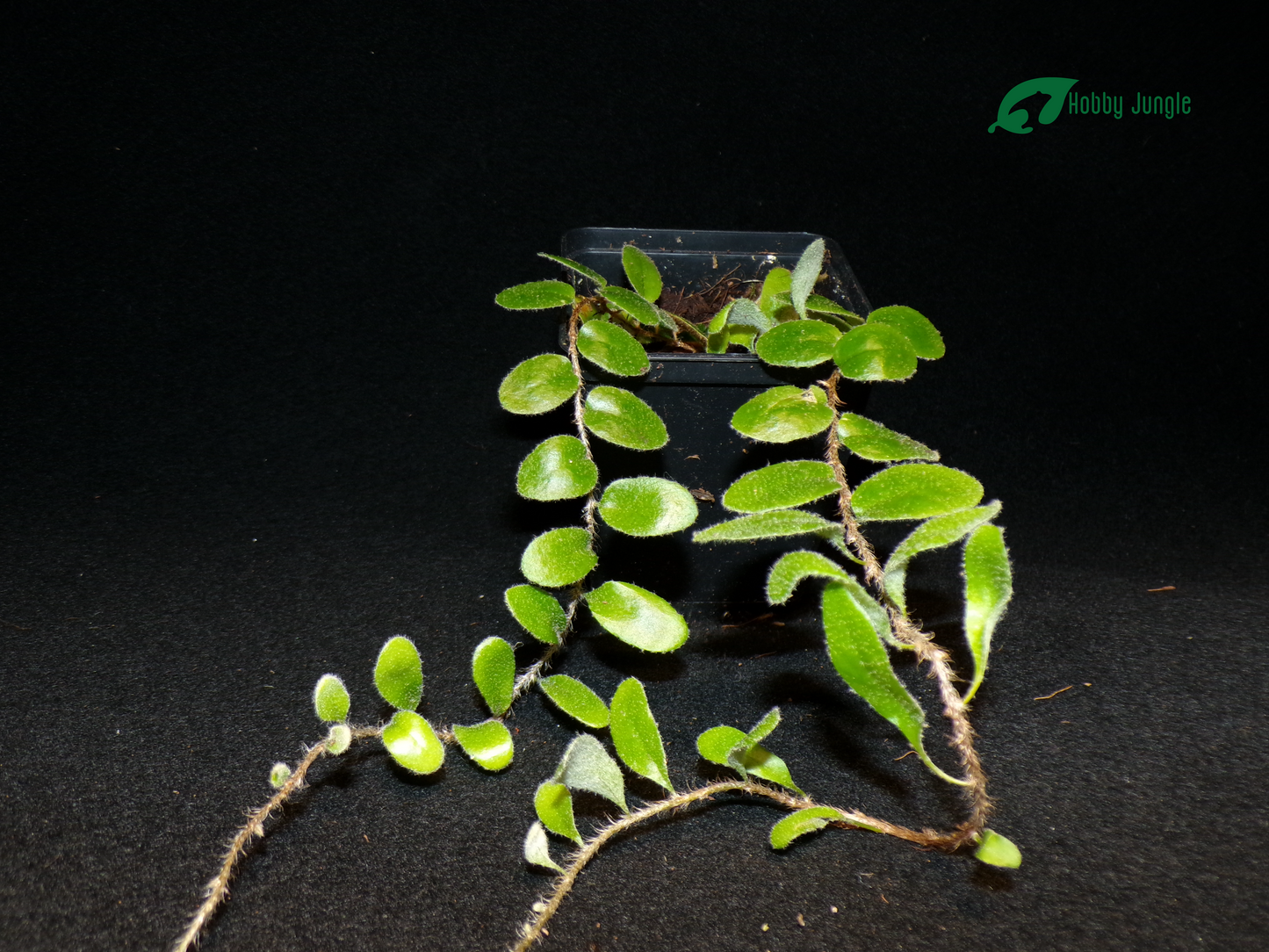 Pyrrosia nummulariifolia