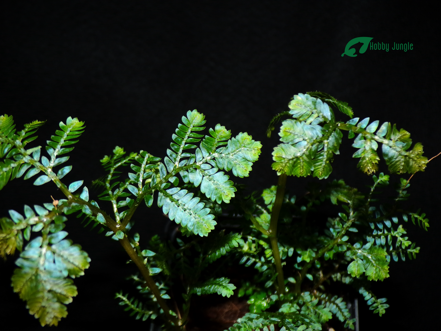 Selaginella sp. Borneo