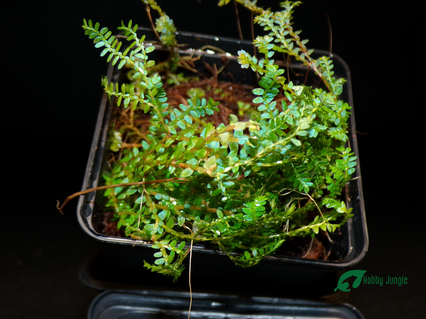 Selaginella uncinata