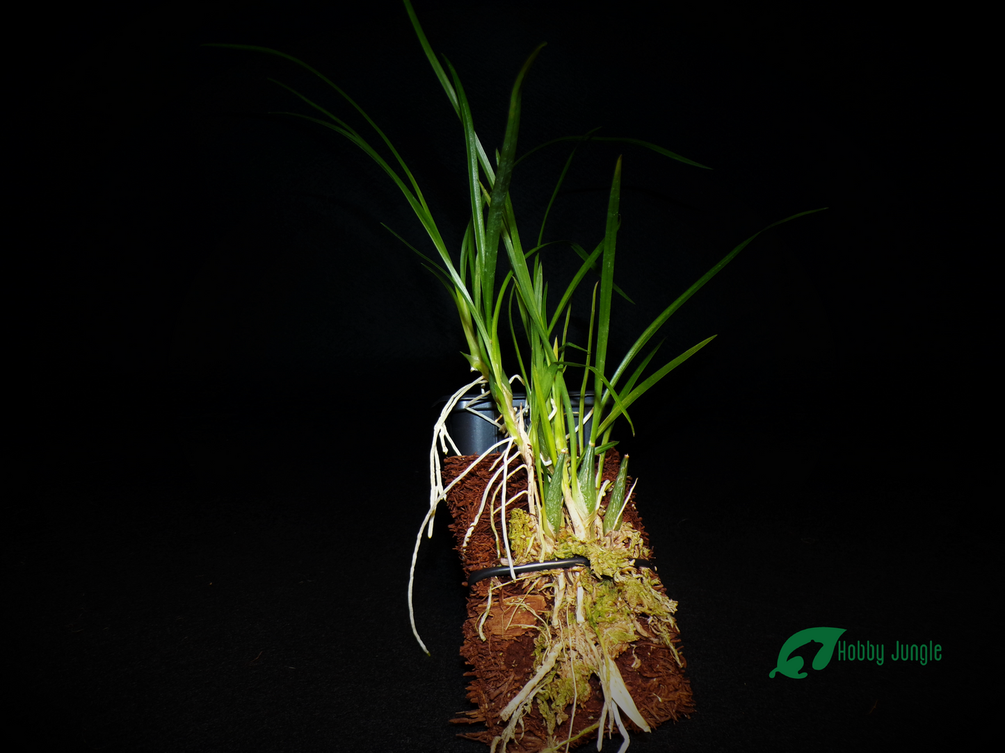 Sigmatostalix radicans