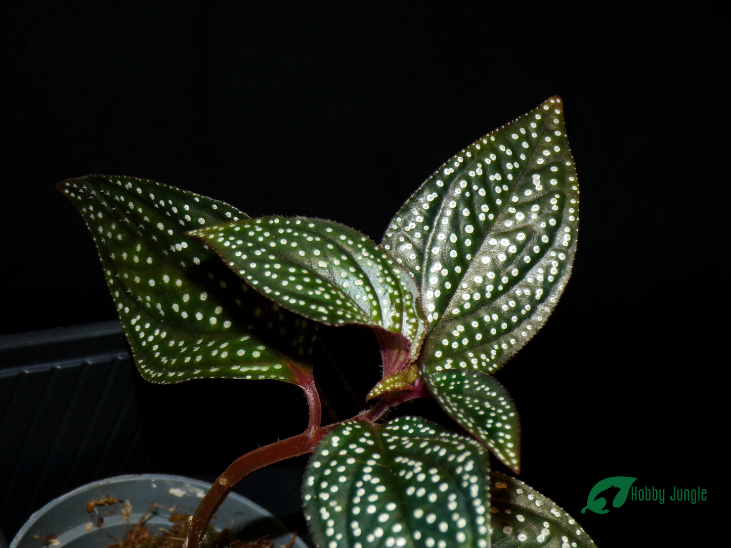 Sonerila margaritacea (RARA)