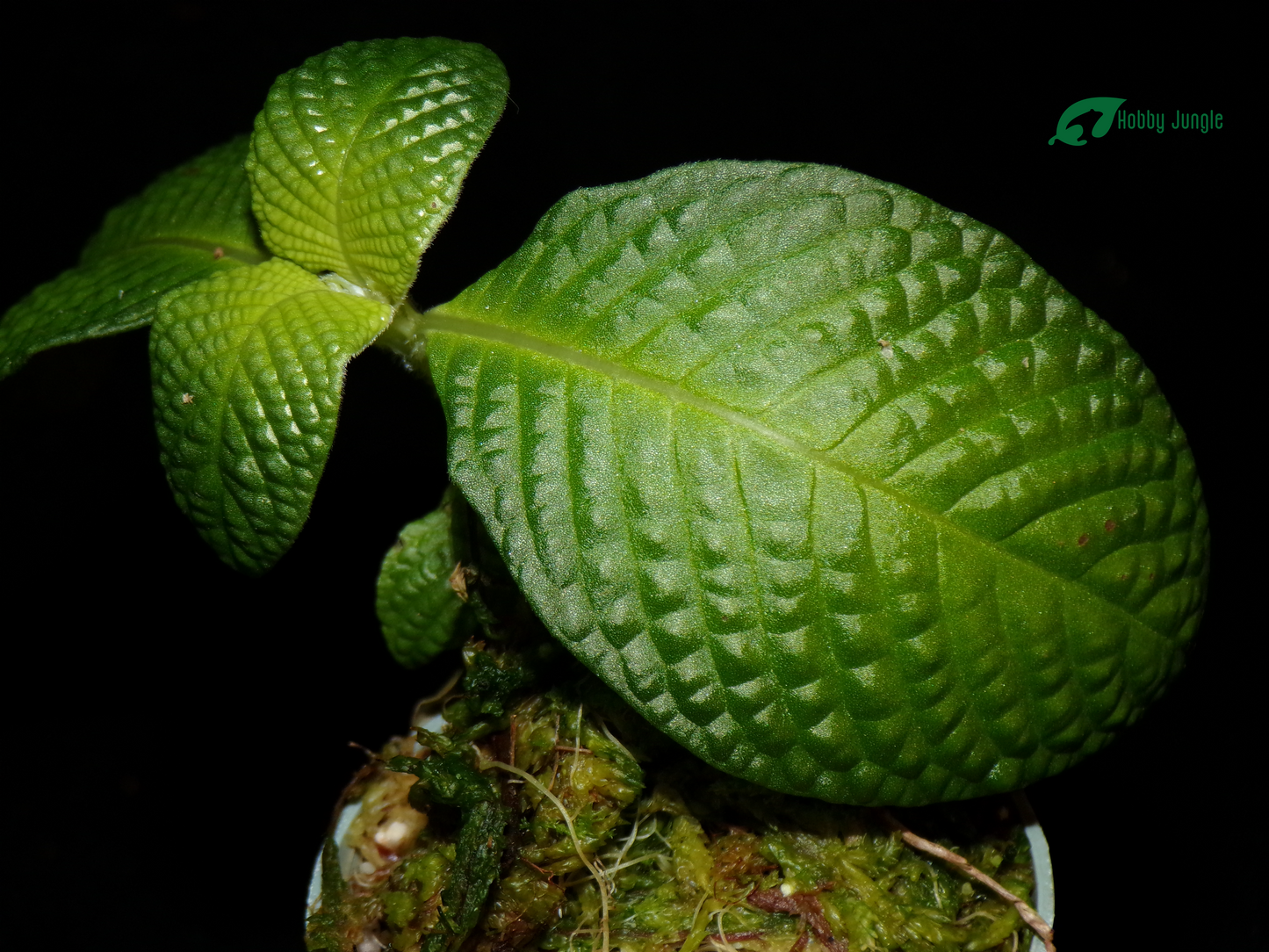 Streblosa bullata (Argostemma "Kayu Lapis")