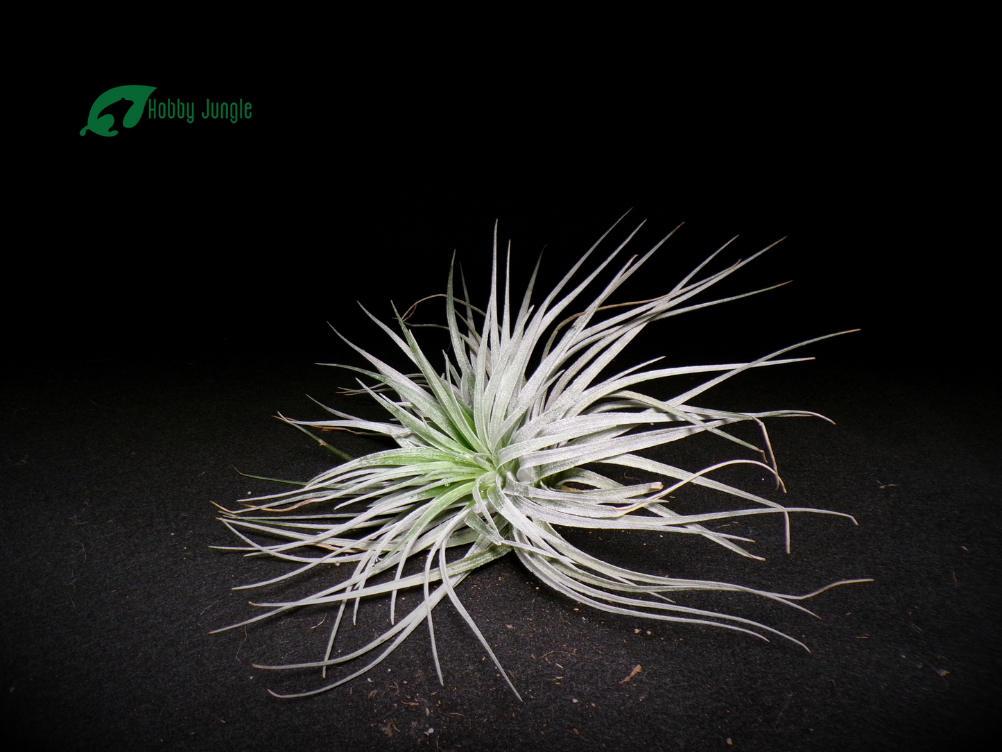Tillandsia Super Silver