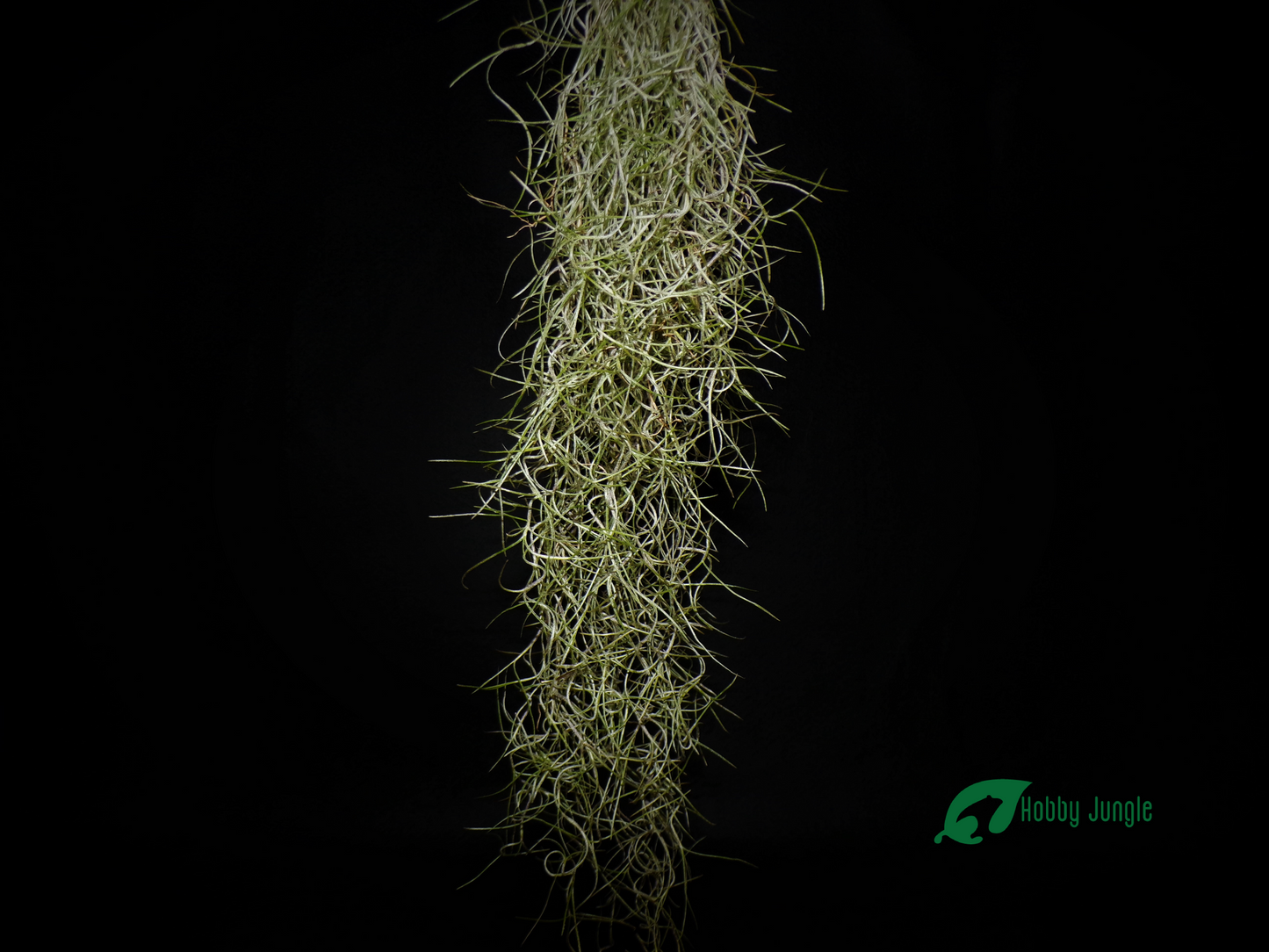 Tillandsia usneoides