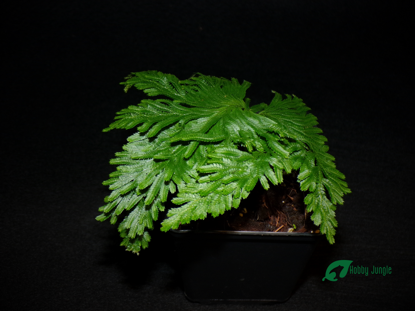 Selaginella sp. ‘Little Tree’