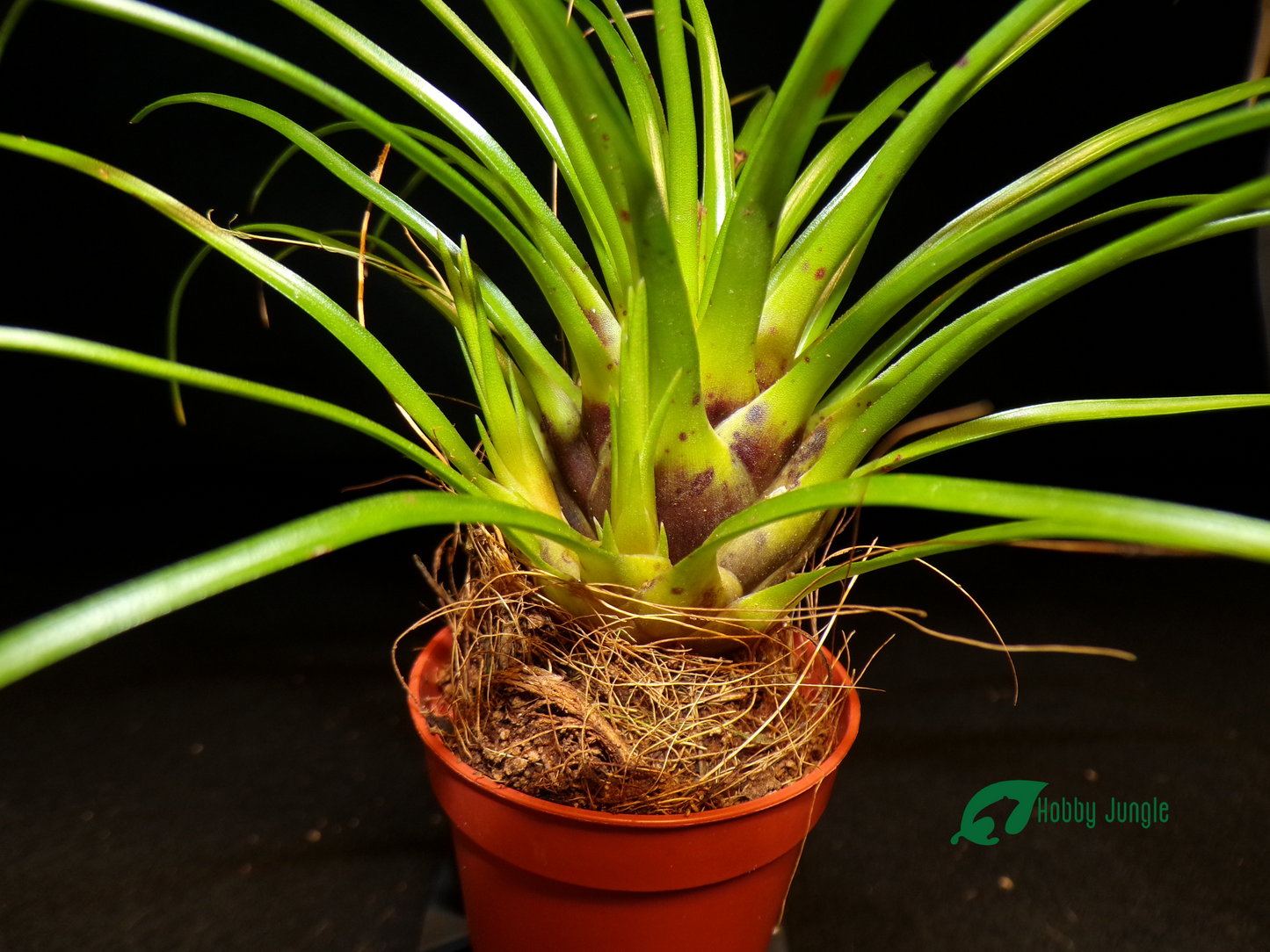 Vriesea correia-araujoi