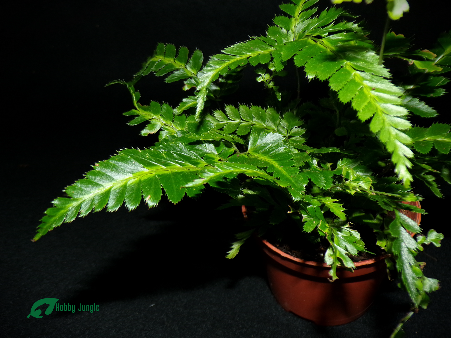 Rumohra adiantiformis 'Variegata'