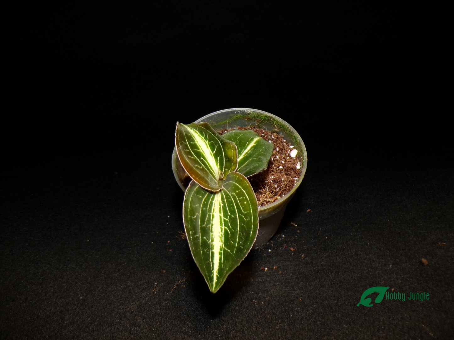 Anoectochilus albolineatus "Variegata"