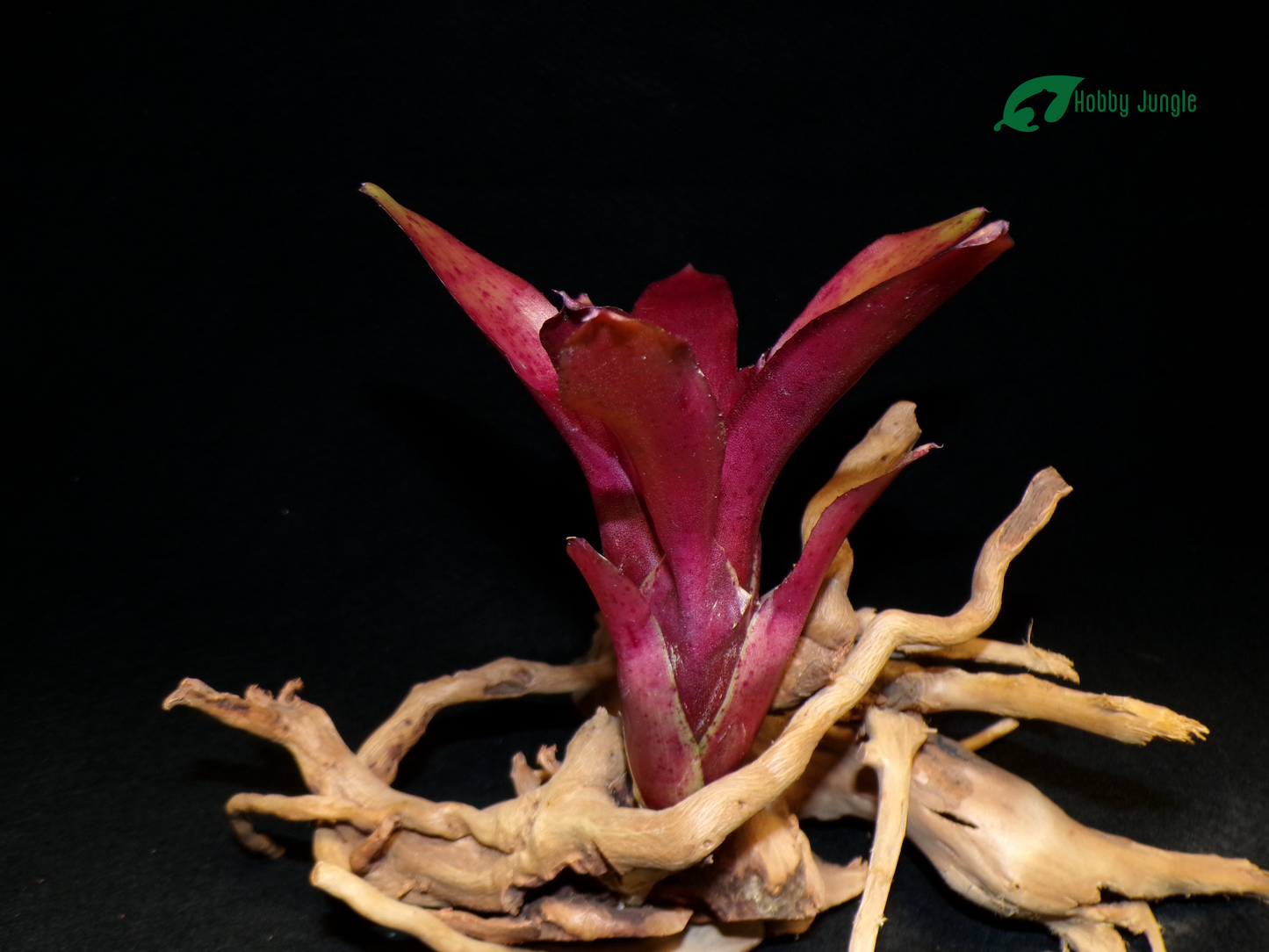 Neoregelia Amazon