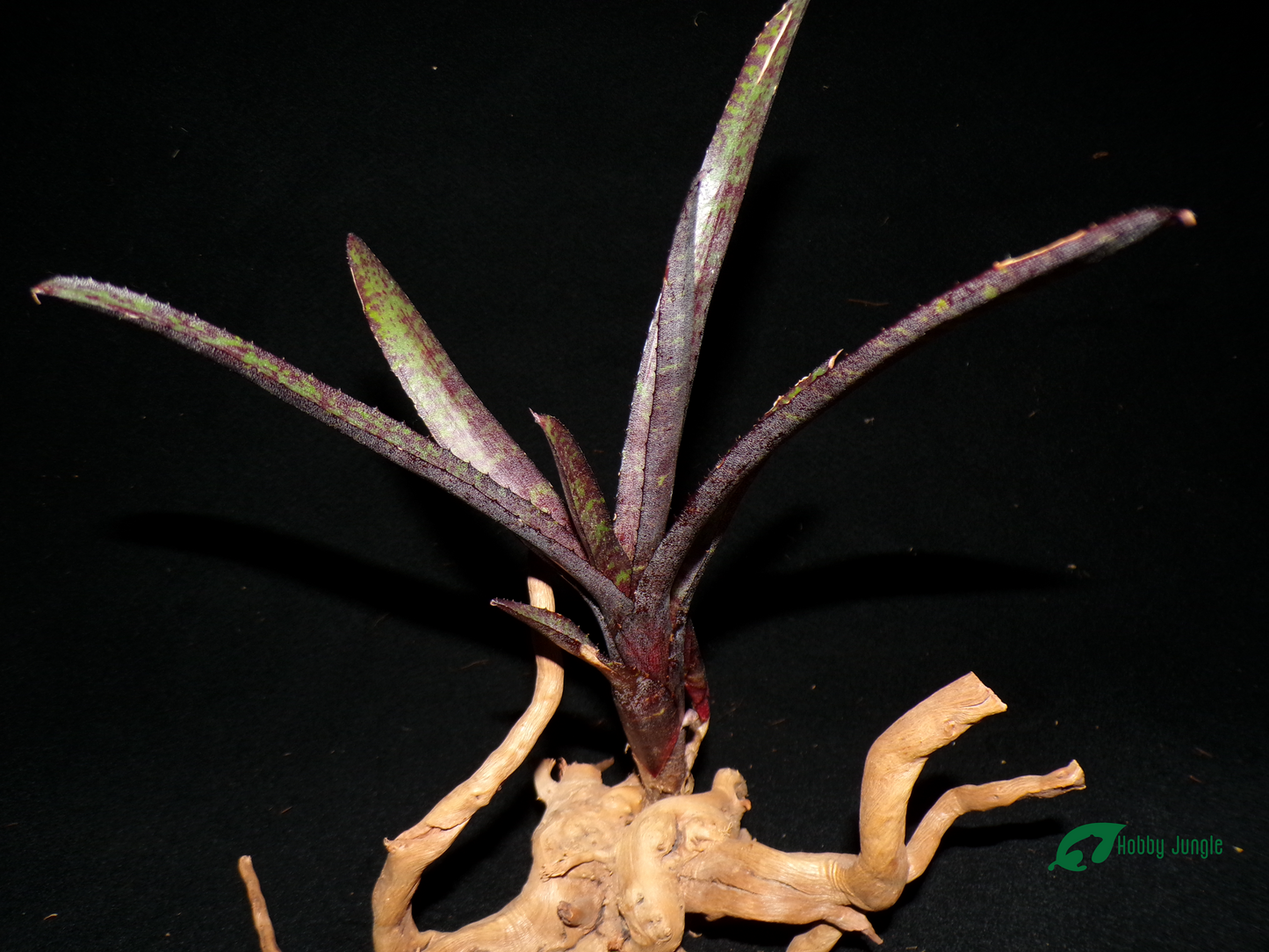 Neoregelia Ampullacea Purpurea