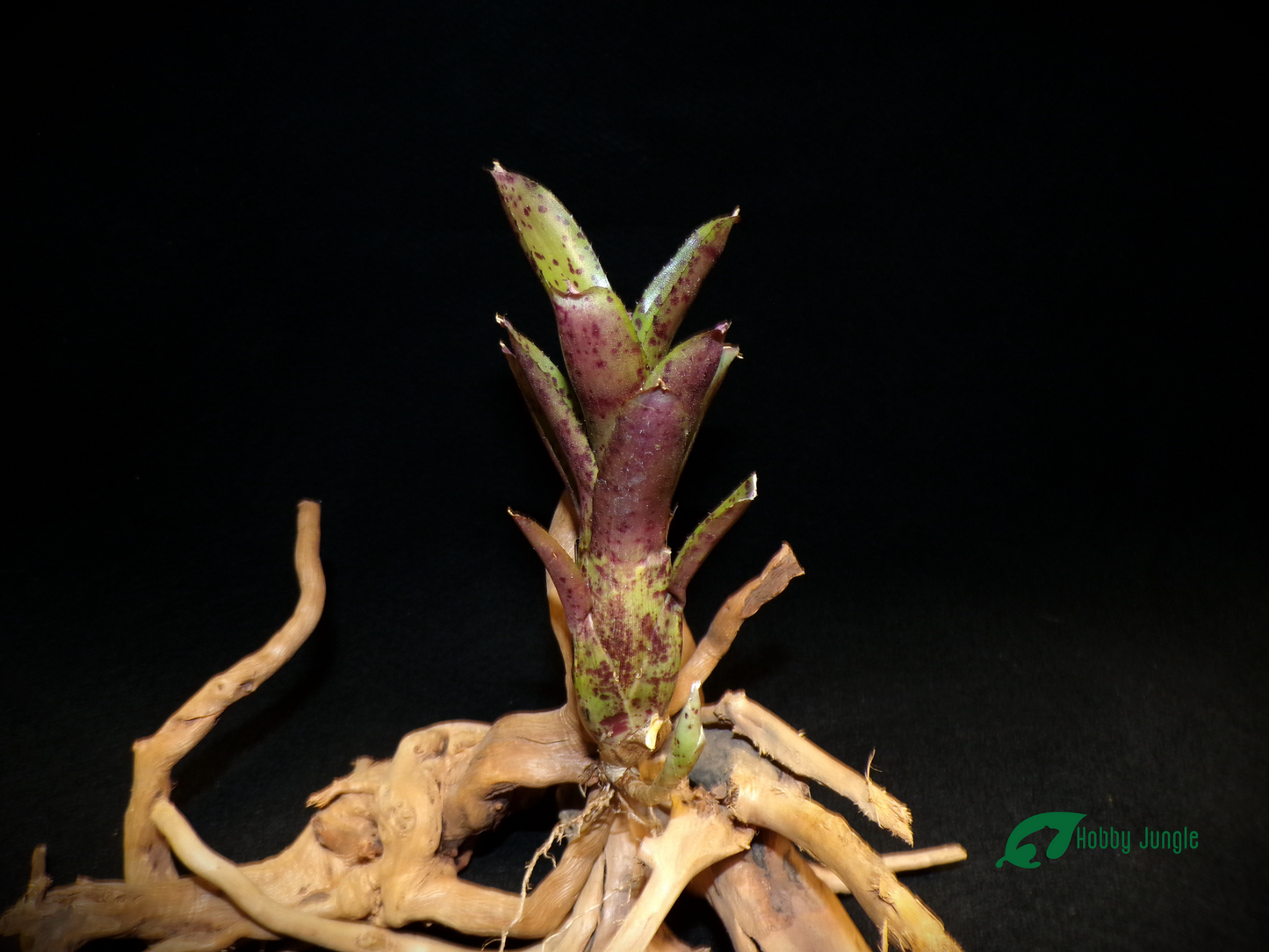 Neoregelia Ampullacea x Pauciflora