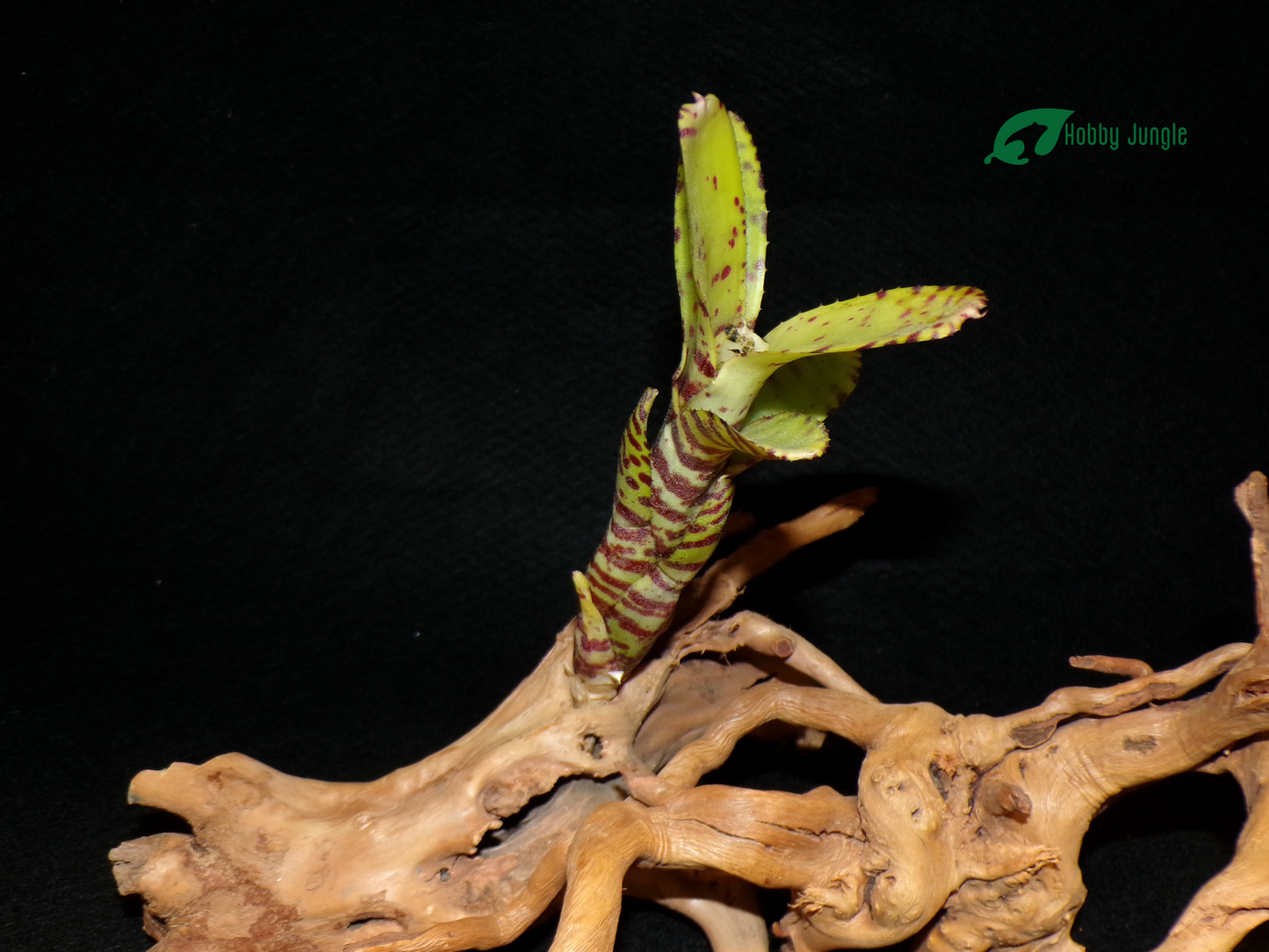 Neoregelia Ampullacea var. Tigrina