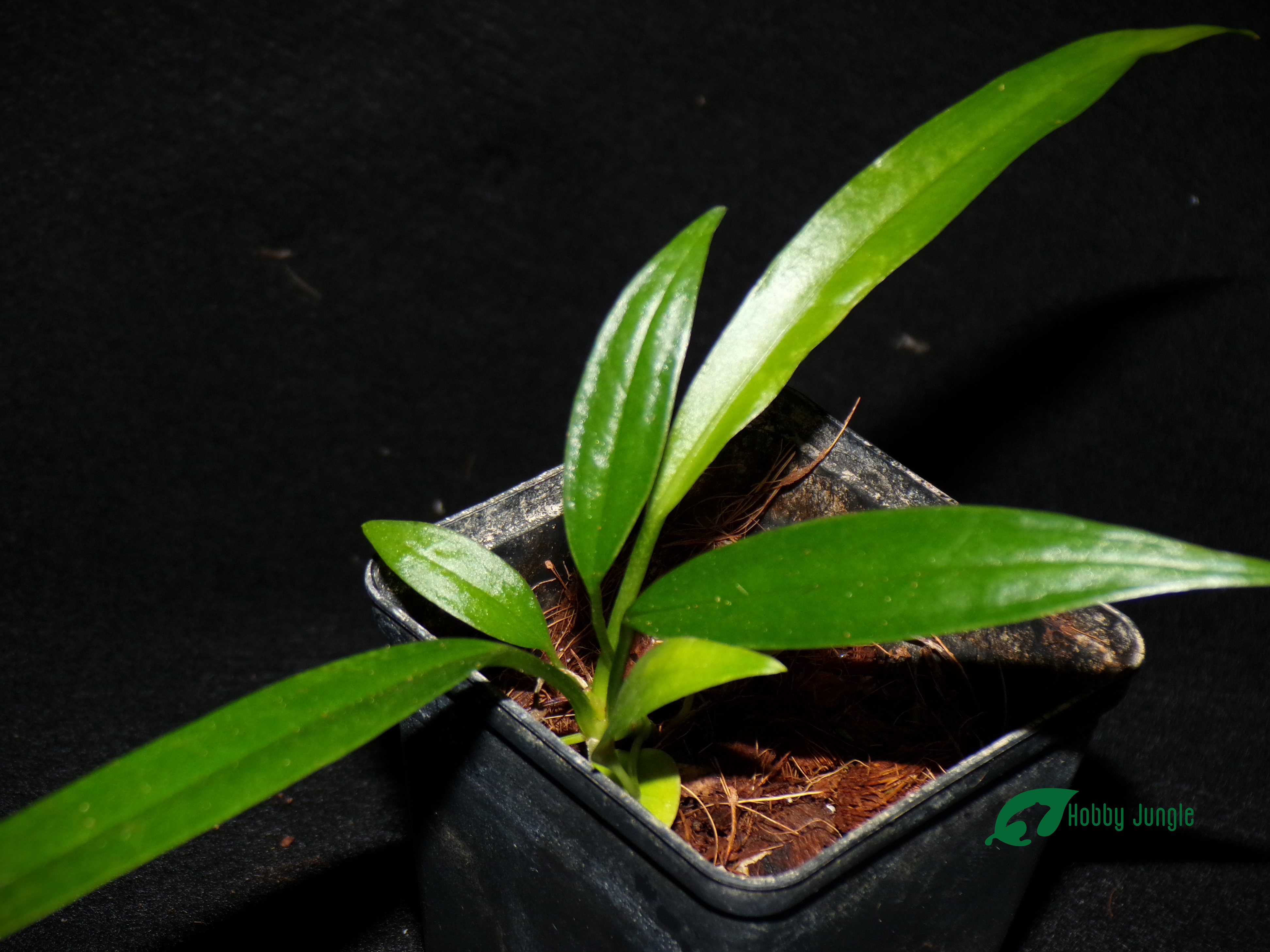 Anthurium bakeri – Hobby Jungle