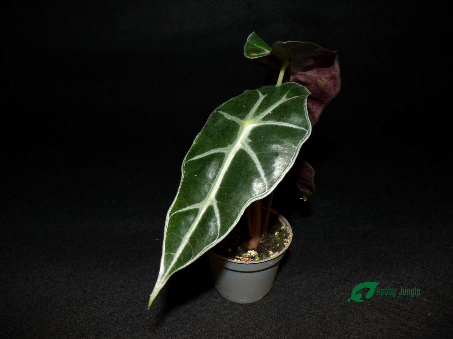 Alocasia Bambino Curly