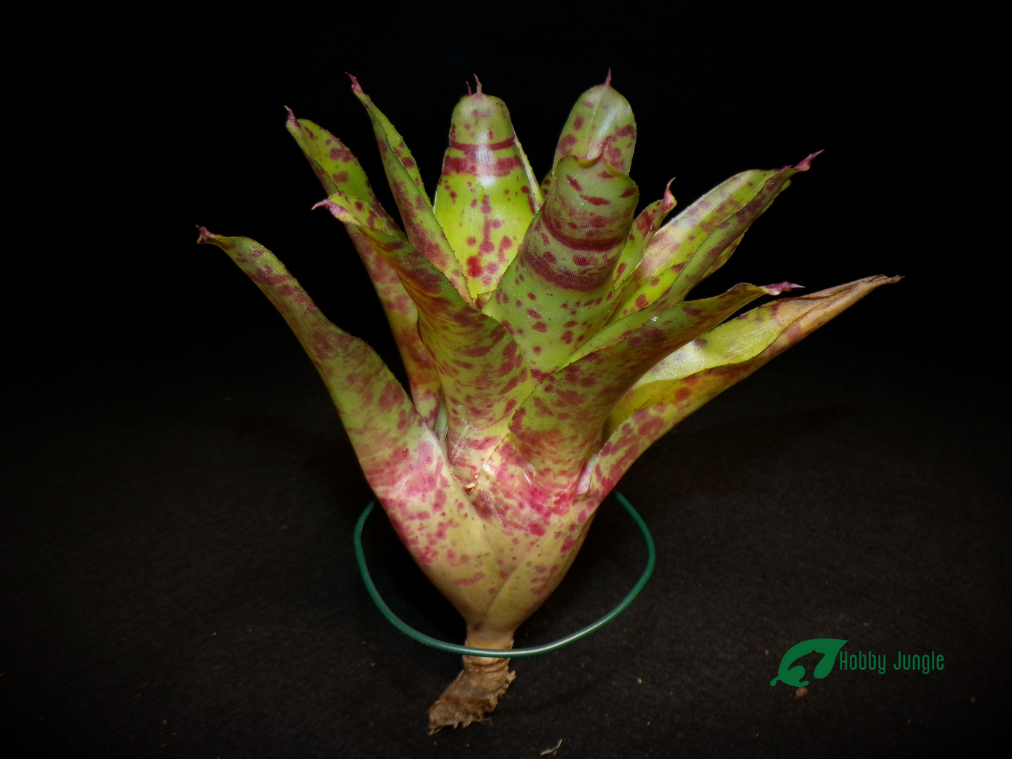 Neoregelia Big O