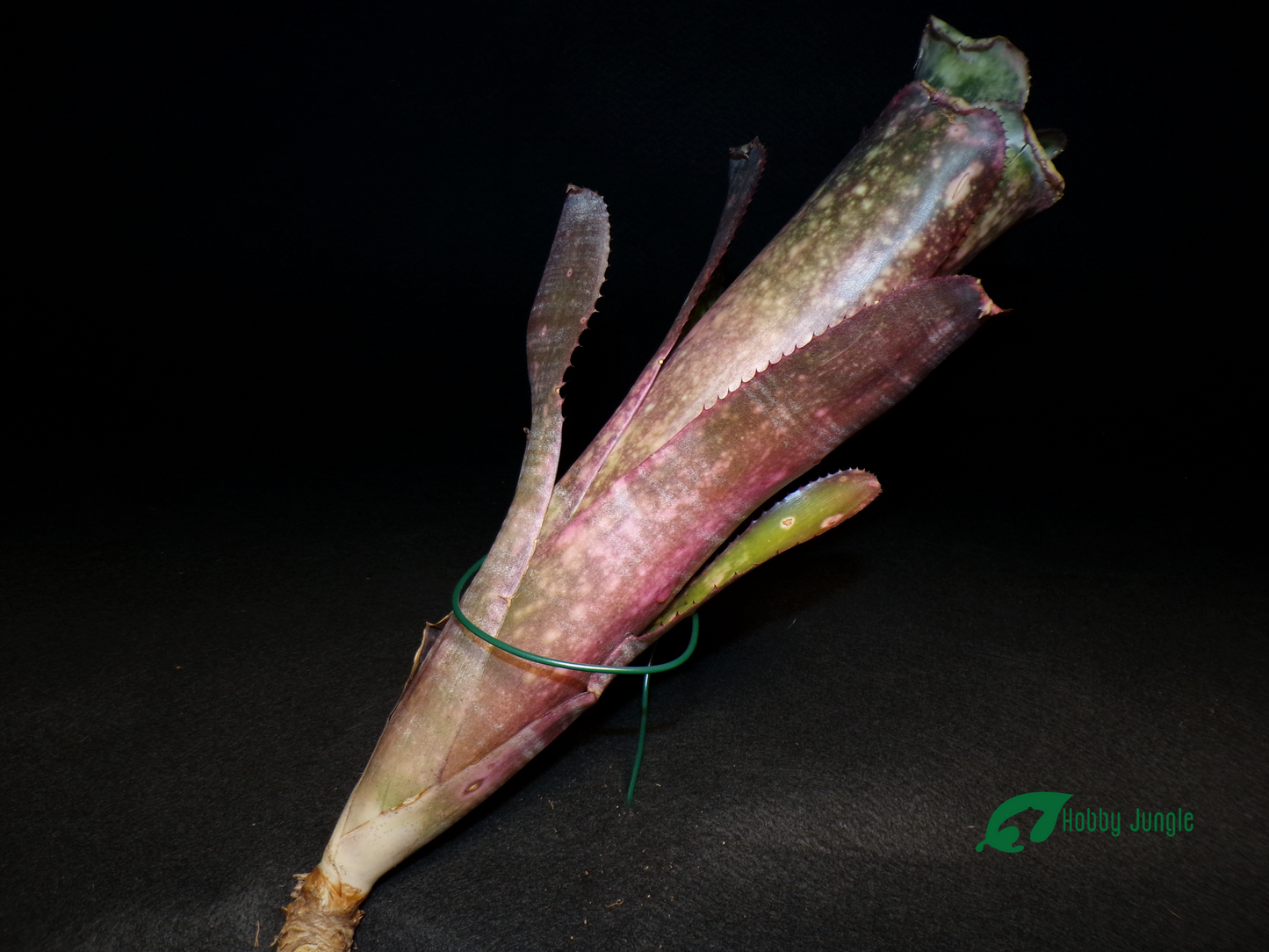 Billbergia Midnight Sun x Teng Ee