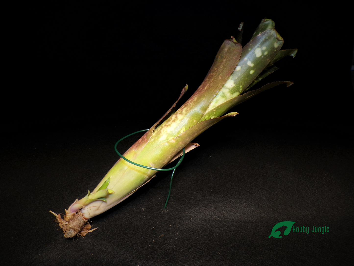 Billbergia Hybrid small