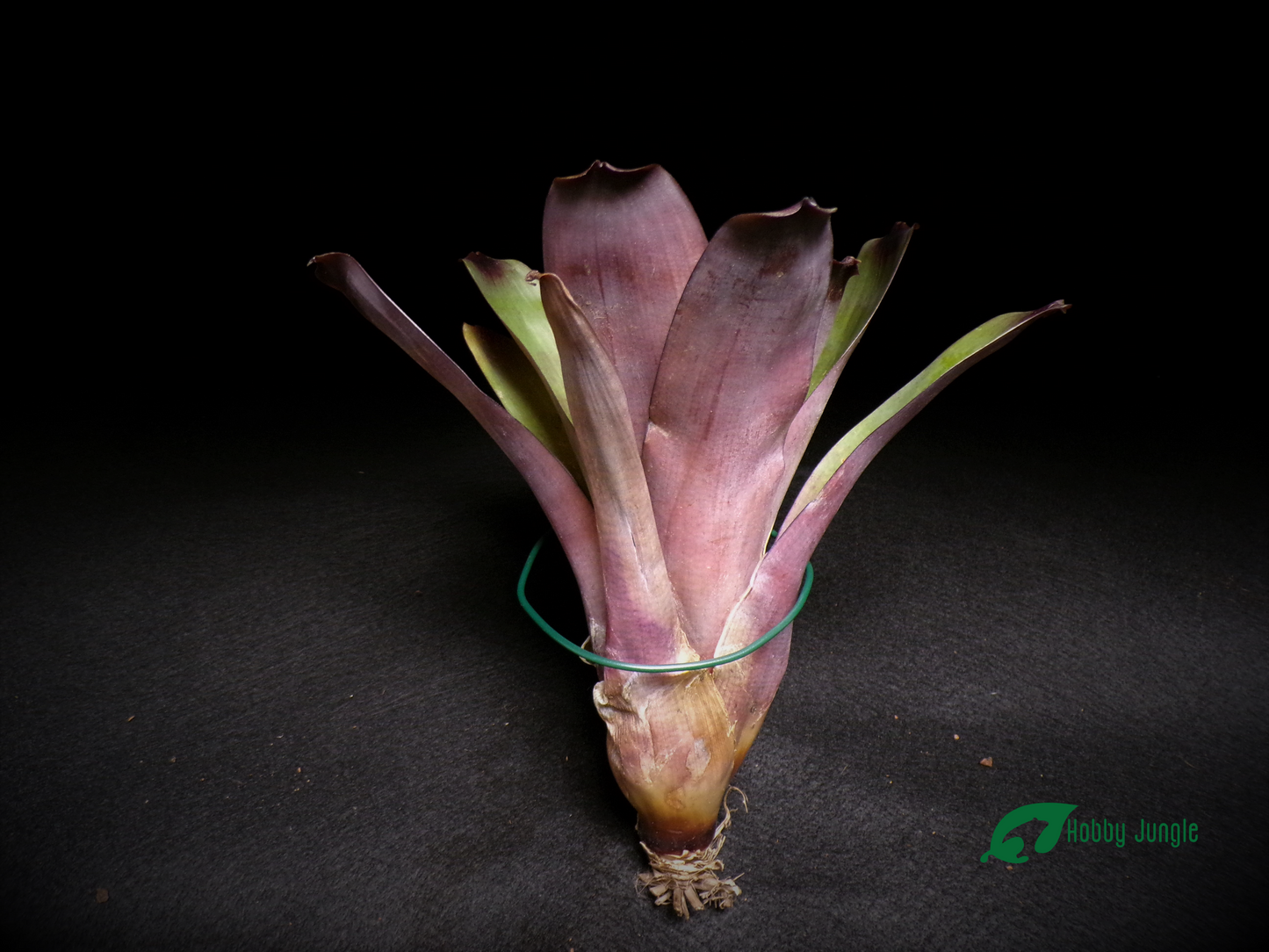 Vriesea bituminosa Small